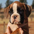 Tanyati G Litter