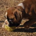 Tanyati G Litter