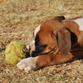 Tanyati G Litter