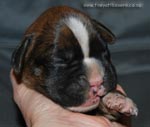 Tanyati G Litter