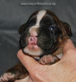 Tanyati G Litter