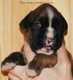 Tanyati G Litter