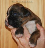 Tanyati G Litter