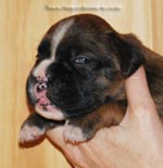 Tanyati G Litter