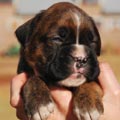Tanyati G Litter