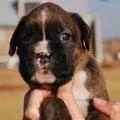 Tanyati G Litter