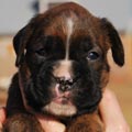 Tanyati G Litter