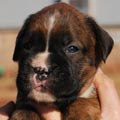 Tanyati G Litter