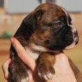Tanyati G Litter