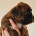 Tanyati G Litter