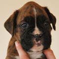 Tanyati G Litter