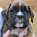 Tanyati G Litter