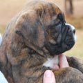 Tanyati G Litter