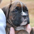 Tanyati G Litter