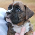 Tanyati G Litter