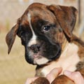 Tanyati G Litter