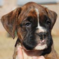 Tanyati G Litter