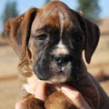 Tanyati G Litter