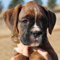 Tanyati G Litter
