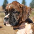 Tanyati G Litter
