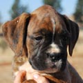 Tanyati G Litter