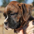 Tanyati G Litter