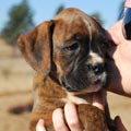 Tanyati G Litter