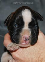 Tanyati G Litter