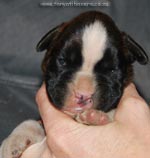 Tanyati G Litter