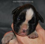 Tanyati G Litter