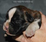 Tanyati G Litter