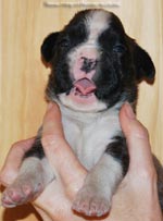 Tanyati G Litter