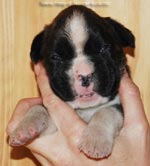 Tanyati G Litter