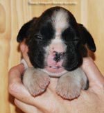 Tanyati G Litter