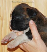 Tanyati G Litter