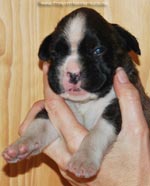 Tanyati G Litter