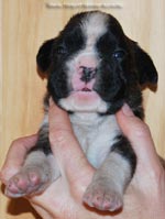 Tanyati G Litter