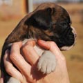 Tanyati G Litter