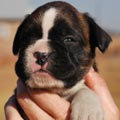 Tanyati G Litter