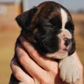 Tanyati G Litter