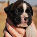 Tanyati G Litter