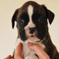 Tanyati G Litter