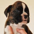 Tanyati G Litter