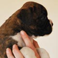 Tanyati G Litter