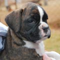 Tanyati G Litter