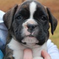 Tanyati G Litter