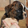 Tanyati G Litter