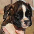 Tanyati G Litter