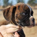 Tanyati G Litter