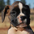 Tanyati G Litter